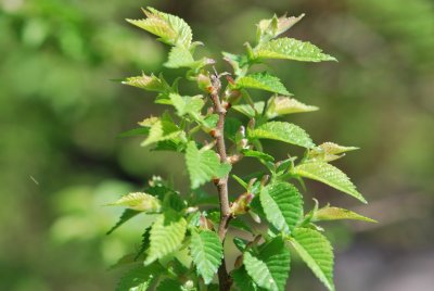 Ulmus elegantissima 'Jacqueline Hillier' (Ulmus glabra křížený s Ulmus minor varieta Plotii) - jilm jemný 'Jacqueline Hillier'